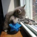 ce chat veille sur mon blog